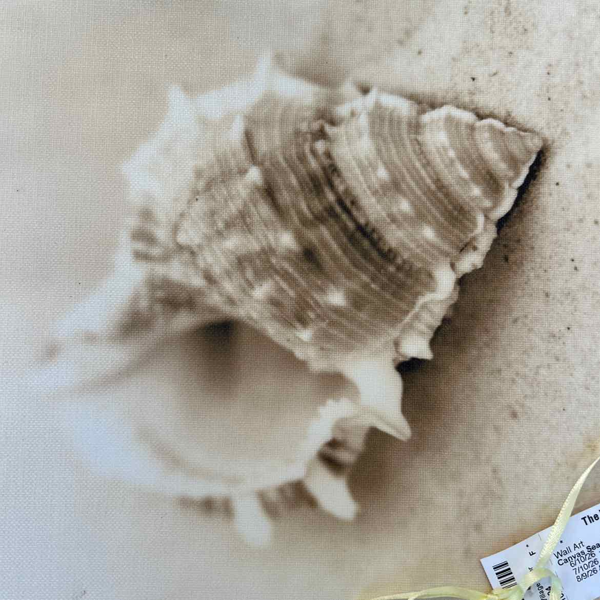 Canvas Seashell Picture