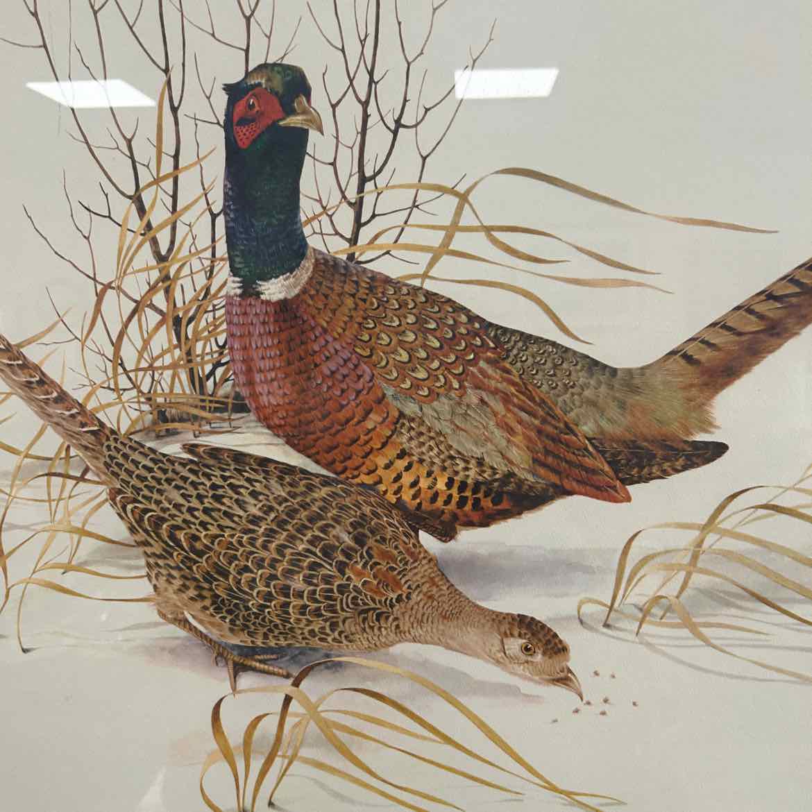 Large Picture of Pheasants