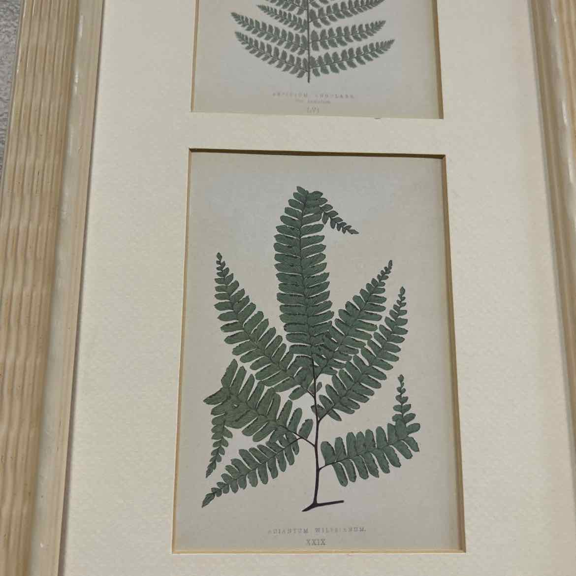 Rectangular Picture of 3 Ferns