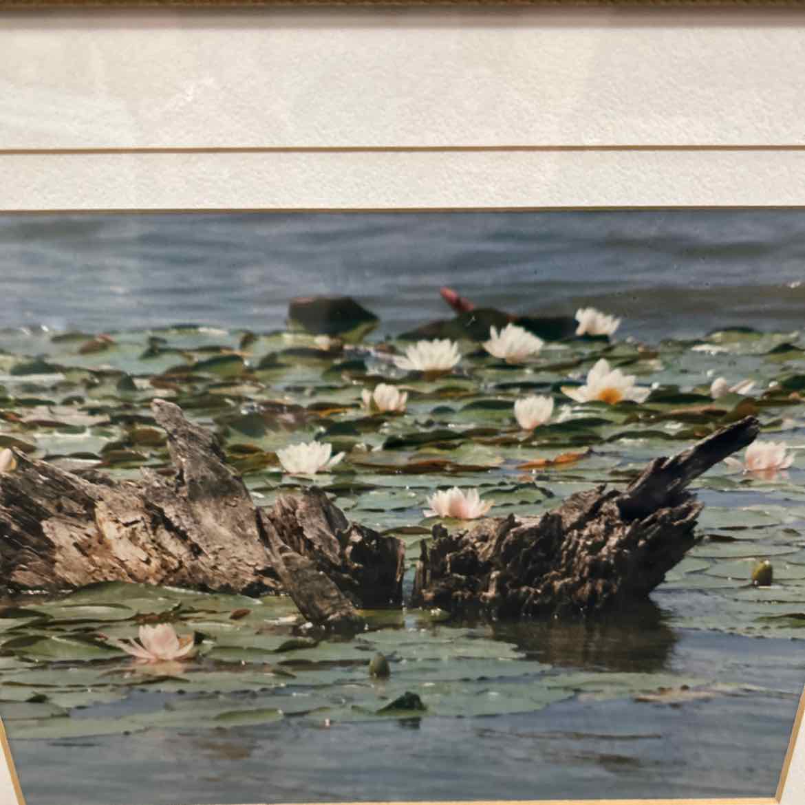 Gold Framed Photograph of Water Lilies