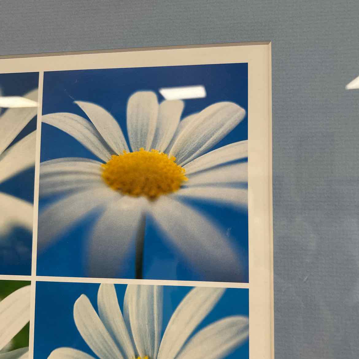 Blue Matted Daisy Picture w/Frame