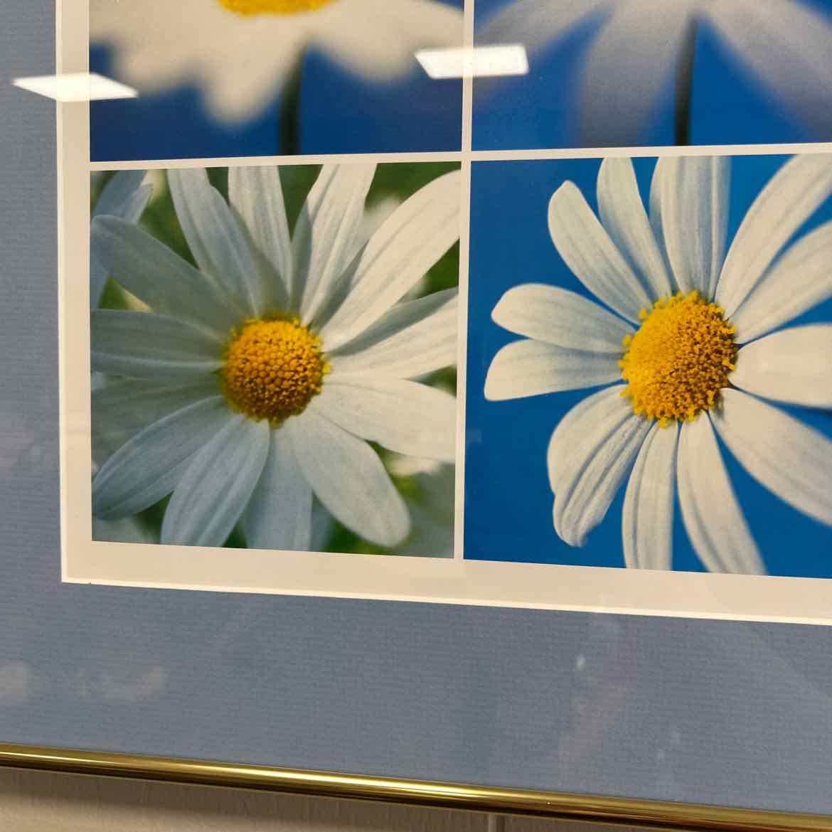 Blue Matted Daisy Picture w/Frame