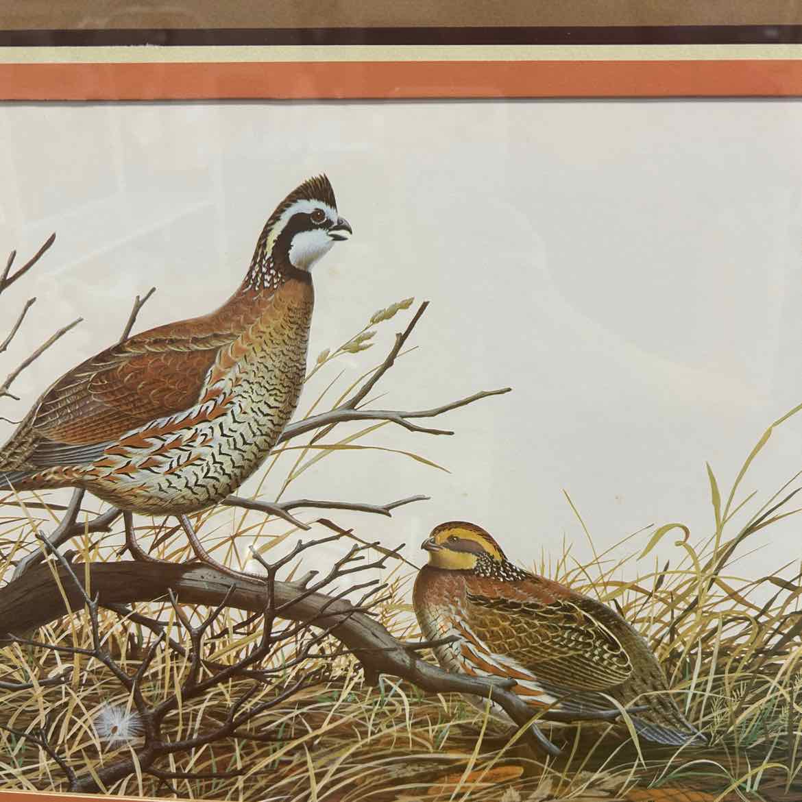 Zimmerman Picture -Framed Quail
