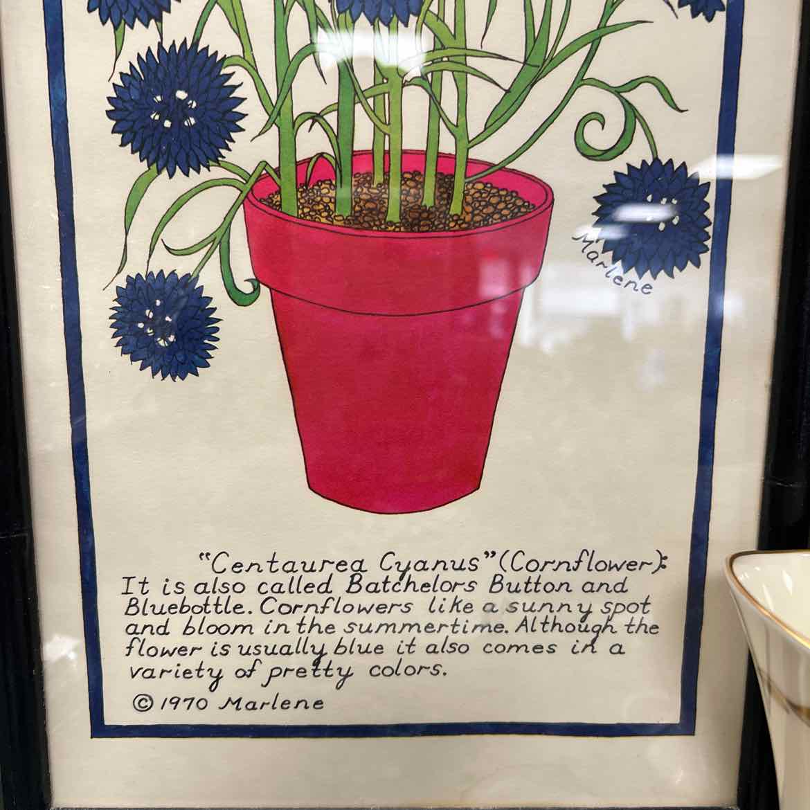 Cornflower Print In Frame